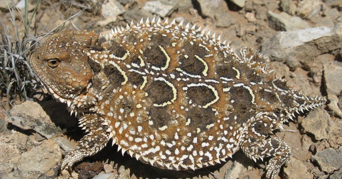 Photograph of the unique Horned Lizard, known scientifically as Phrynosoma.