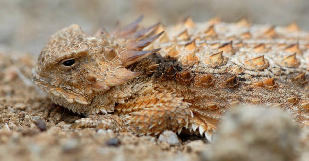 Captivating shot of the Horned Lizard, or Kadal Bertanduk in Bahasa Indonesia.