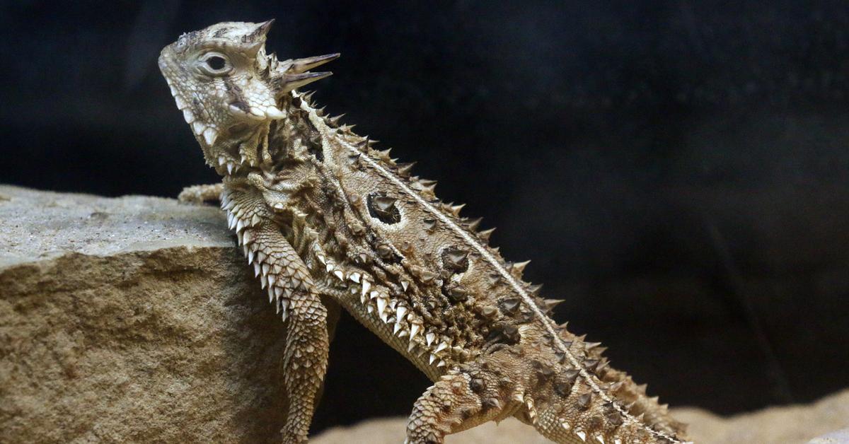 Exquisite image of Horned Lizard, in Indonesia known as Kadal Bertanduk.