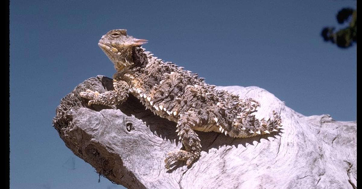 The Horned Lizard, a species known as Phrynosoma, in its natural splendor.