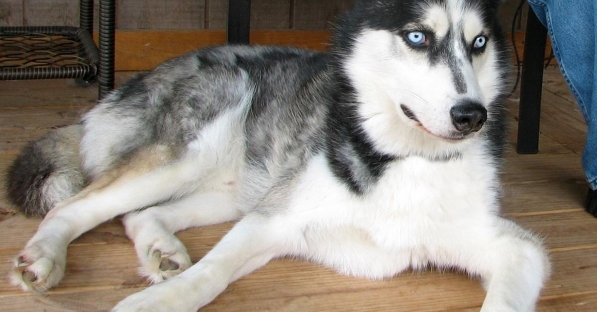 Glimpse of the Husky Jack, known in the scientific community as Canis lupus.