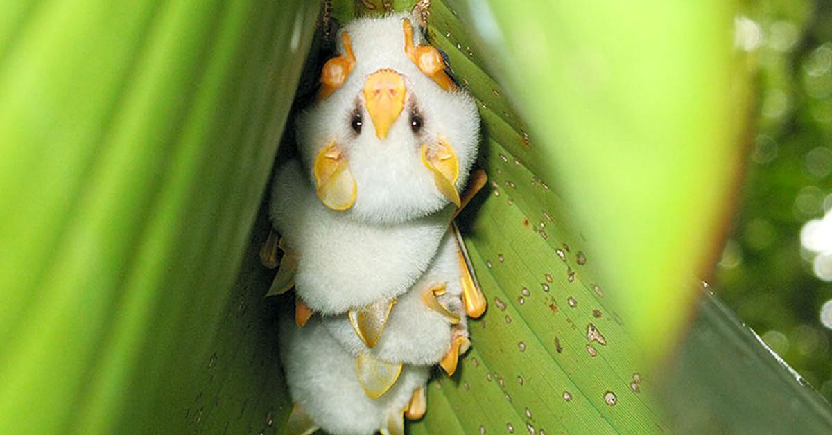 The majestic Honduran White Bat, also called Kelelawar Putih Honduras in Indonesia, in its glory.