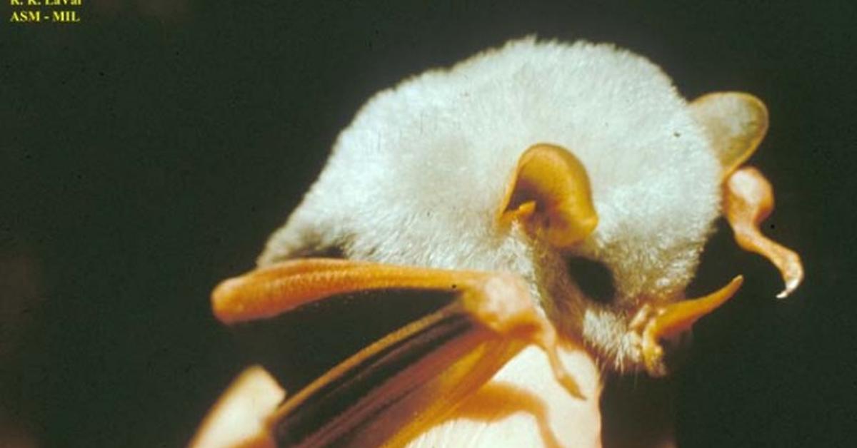 Captivating view of the Honduran White Bat, known in Bahasa Indonesia as Kelelawar Putih Honduras.