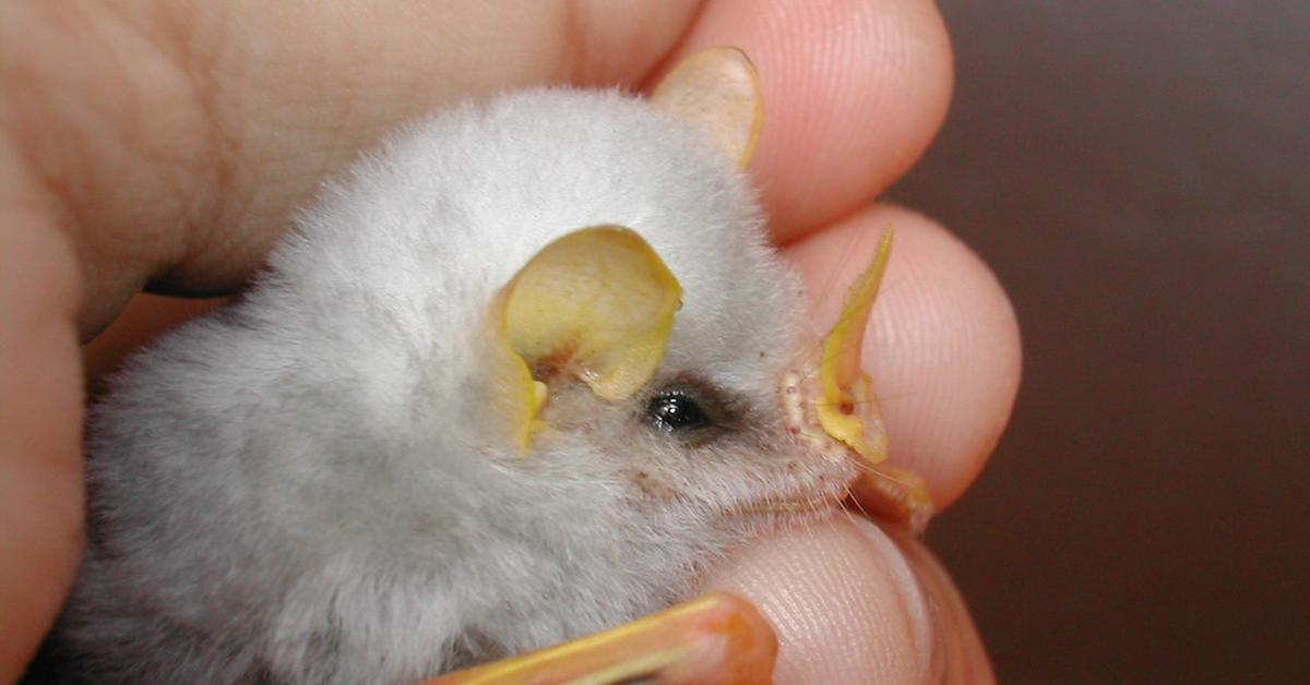 Captured beauty of the Honduran White Bat, or Ectophylla alba in the scientific world.