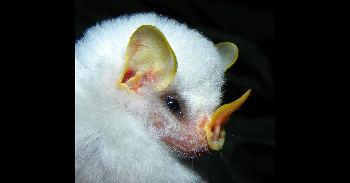 Charming view of the Honduran White Bat, in Indonesia referred to as Kelelawar Putih Honduras.