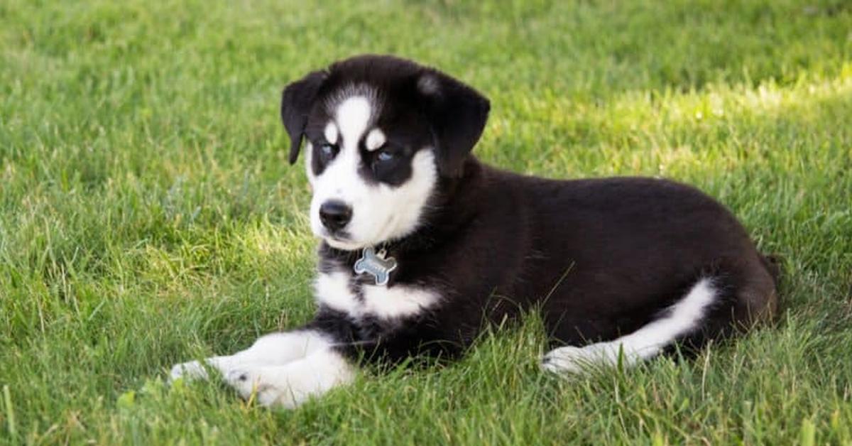 Captivating shot of the Huskador, or Anjing Huskador in Bahasa Indonesia.