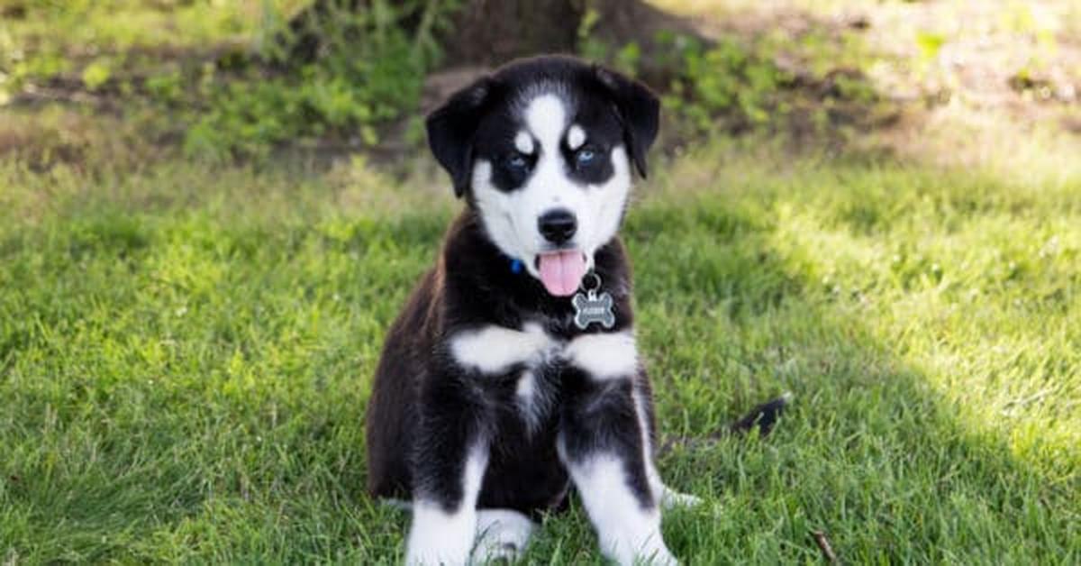 Captured moment of the Huskador, in Indonesia known as Anjing Huskador.