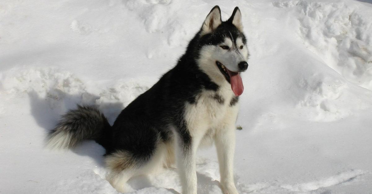 Captured beauty of the Huskydoodle, or Canis lupus in the scientific world.