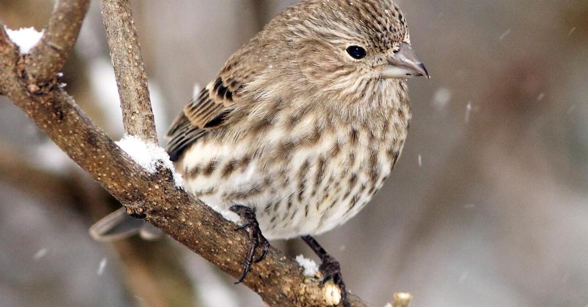 Iconic view of the House Finch, or Haemorhous mexicanus, in its habitat.