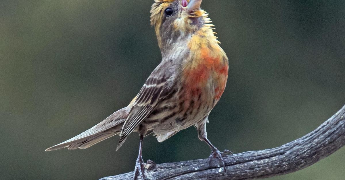 The House Finch, an example of Haemorhous mexicanus, in its natural environment.