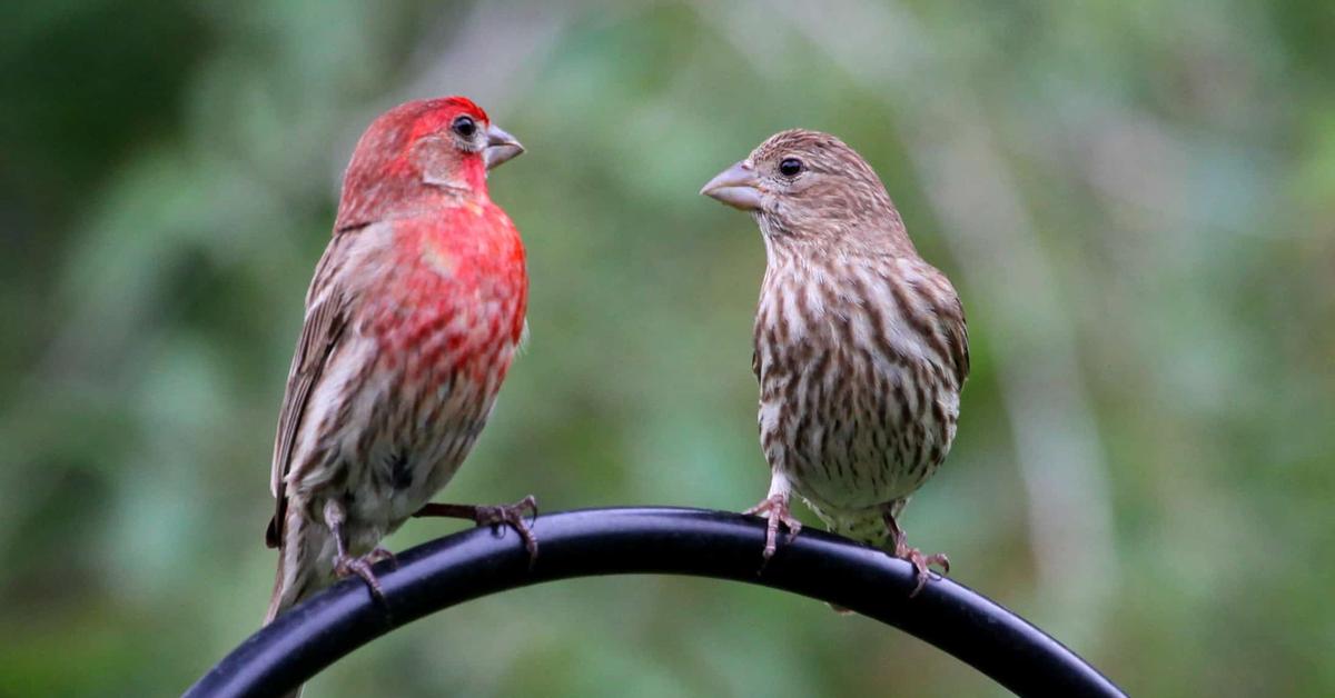 Image showcasing the House Finch, known in Indonesia as Burung Siskin.