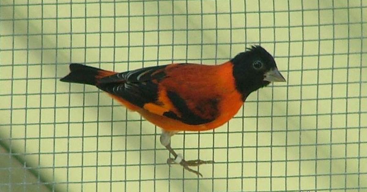 Engaging shot of the House Finch, recognized in Indonesia as Burung Siskin.