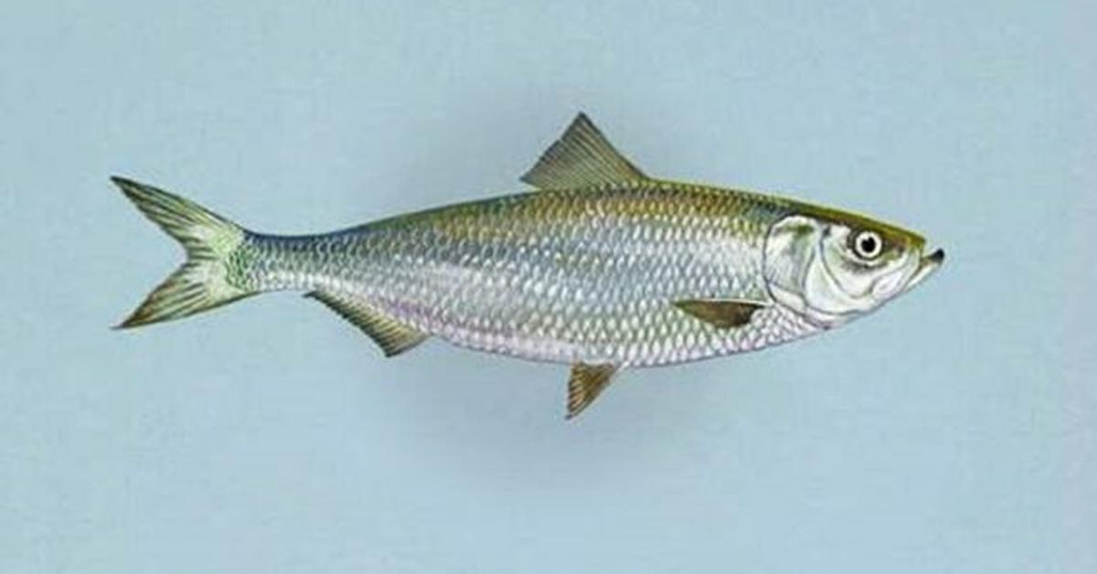 Striking appearance of the Herring, known in scientific circles as Muridae.