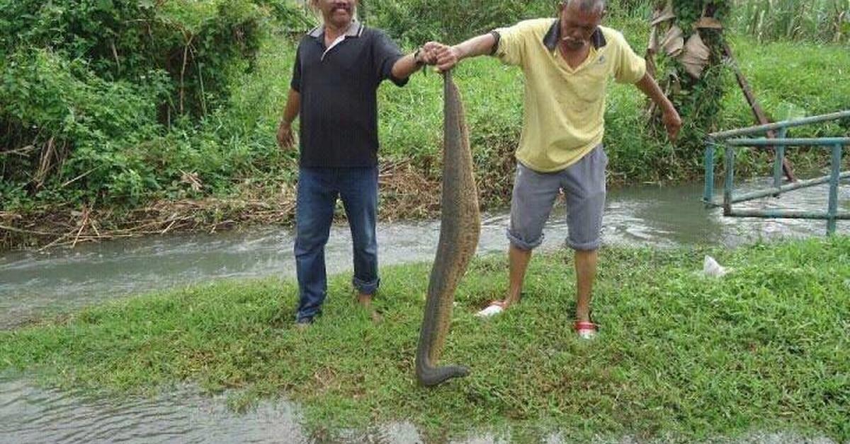 Graceful Hagfish, a creature with the scientific name Myxinidae.