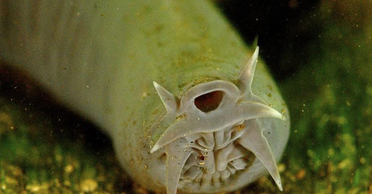 The Hagfish, a species known as Myxinidae, in its natural splendor.