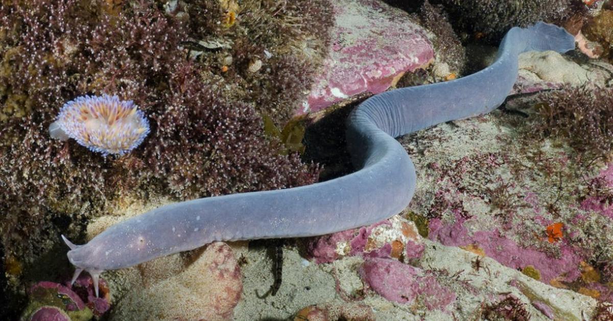 Engaging shot of the Hagfish, recognized in Indonesia as Ikan Lintah.