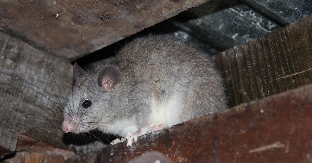 Detailed shot of the Hamster, or Cricetidae, in its natural setting.