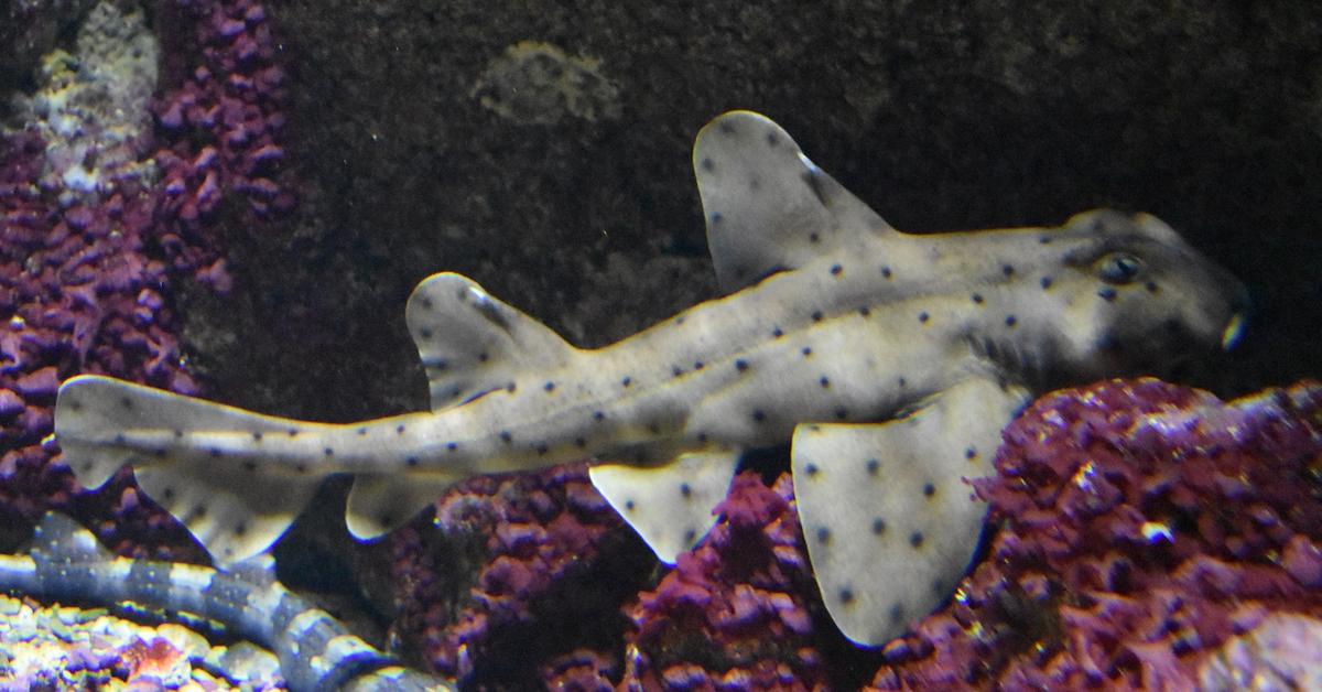 Unique portrayal of the Horn Shark, also called Hiu Tanduk in Bahasa Indonesia.