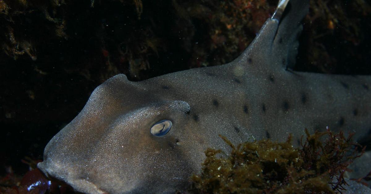 Vibrant snapshot of the Horn Shark, commonly referred to as Hiu Tanduk in Indonesia.