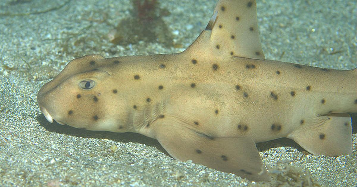 The remarkable Horn Shark (Heterodontus francisci), a sight to behold.