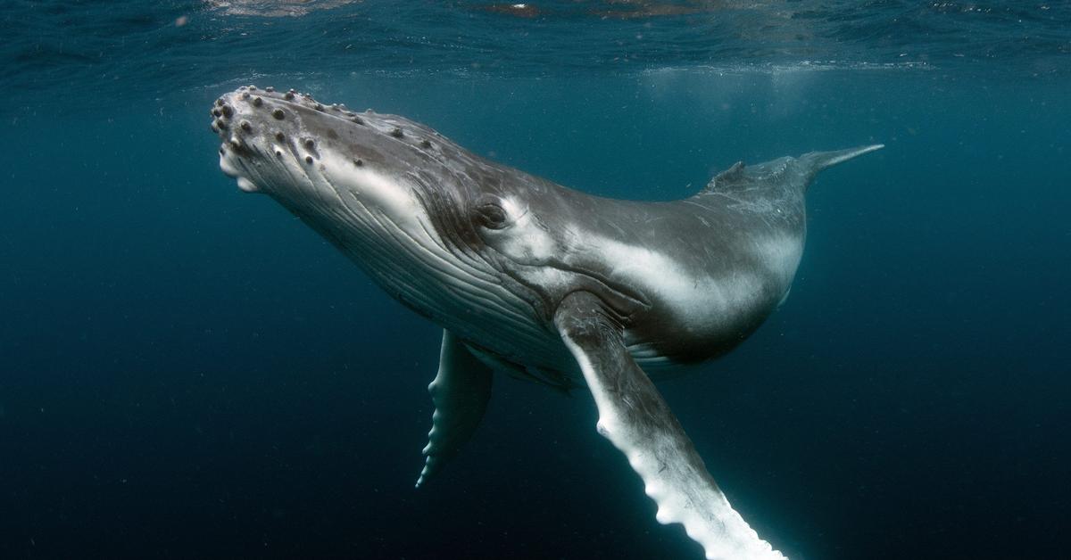 Close encounter with the Humpback Whale, scientifically called Megaptera novaeangliae.