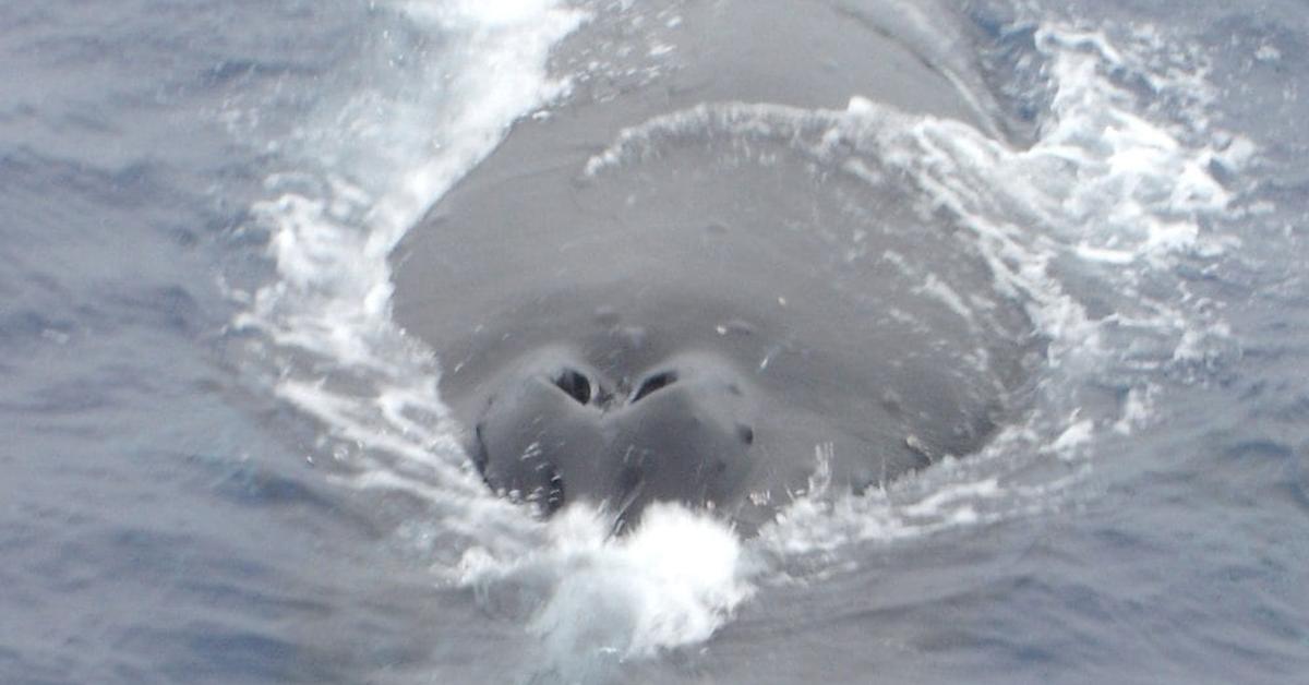 Snapshot of the intriguing Humpback Whale, scientifically named Megaptera novaeangliae.