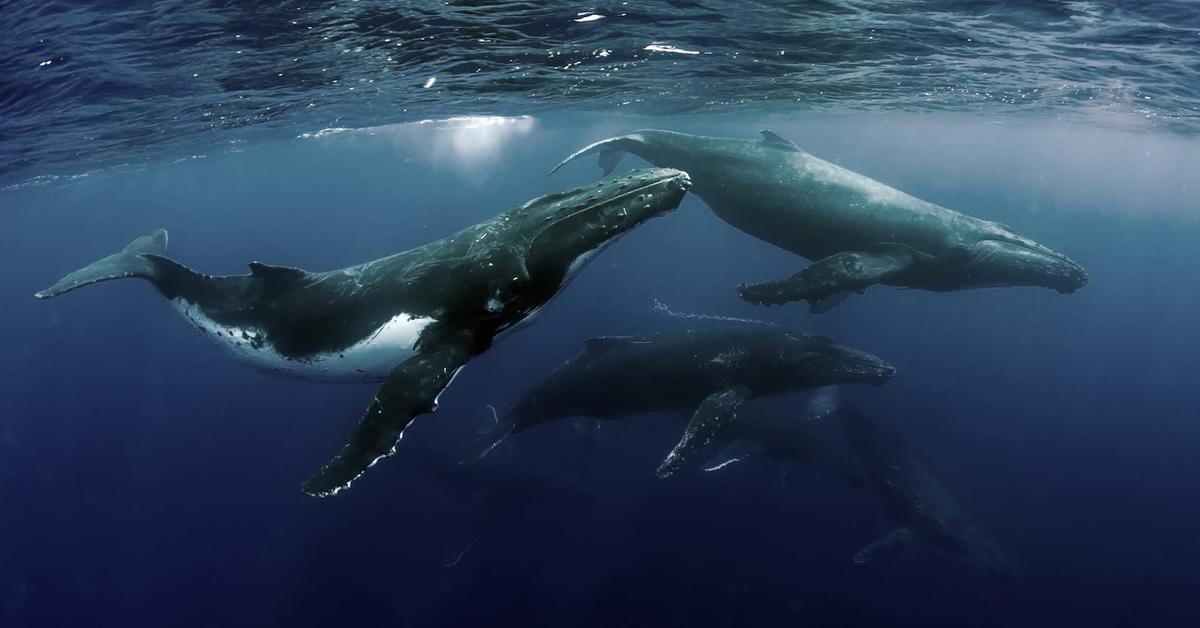 Close-up view of the Humpback Whale, known as Paus Humpback in Indonesian.