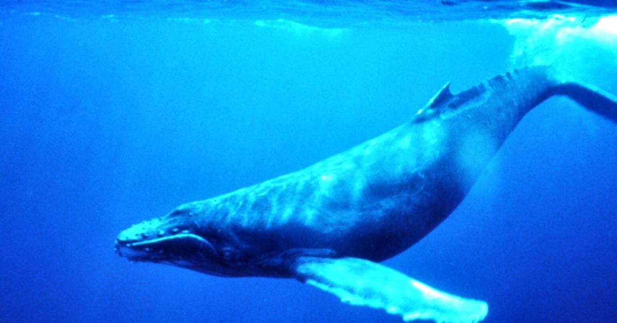 Exquisite image of Humpback Whale, in Indonesia known as Paus Humpback.