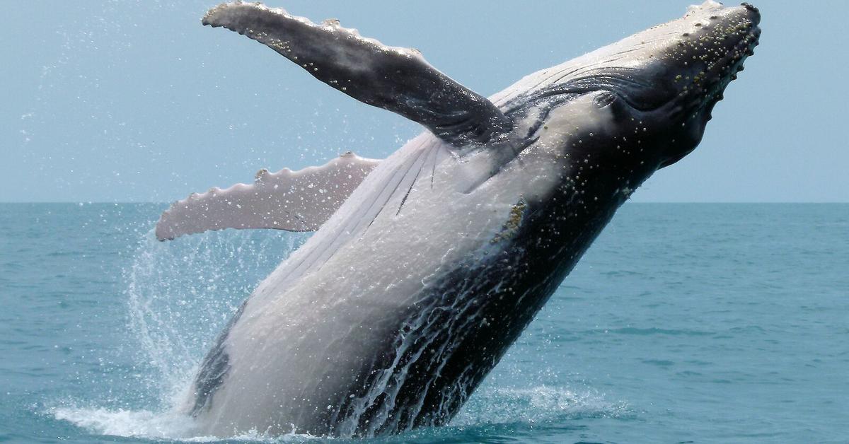 Exquisite image of Humpback Whale, in Indonesia known as Paus Humpback.