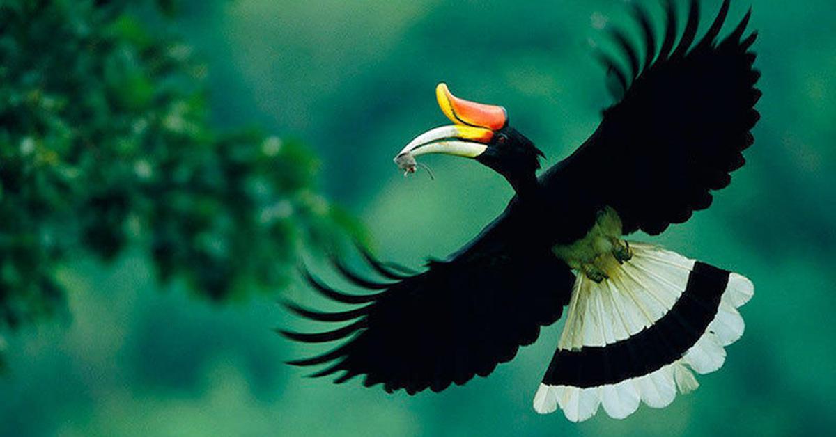 Enchanting Hornbill, a species scientifically known as Bucerotidae.