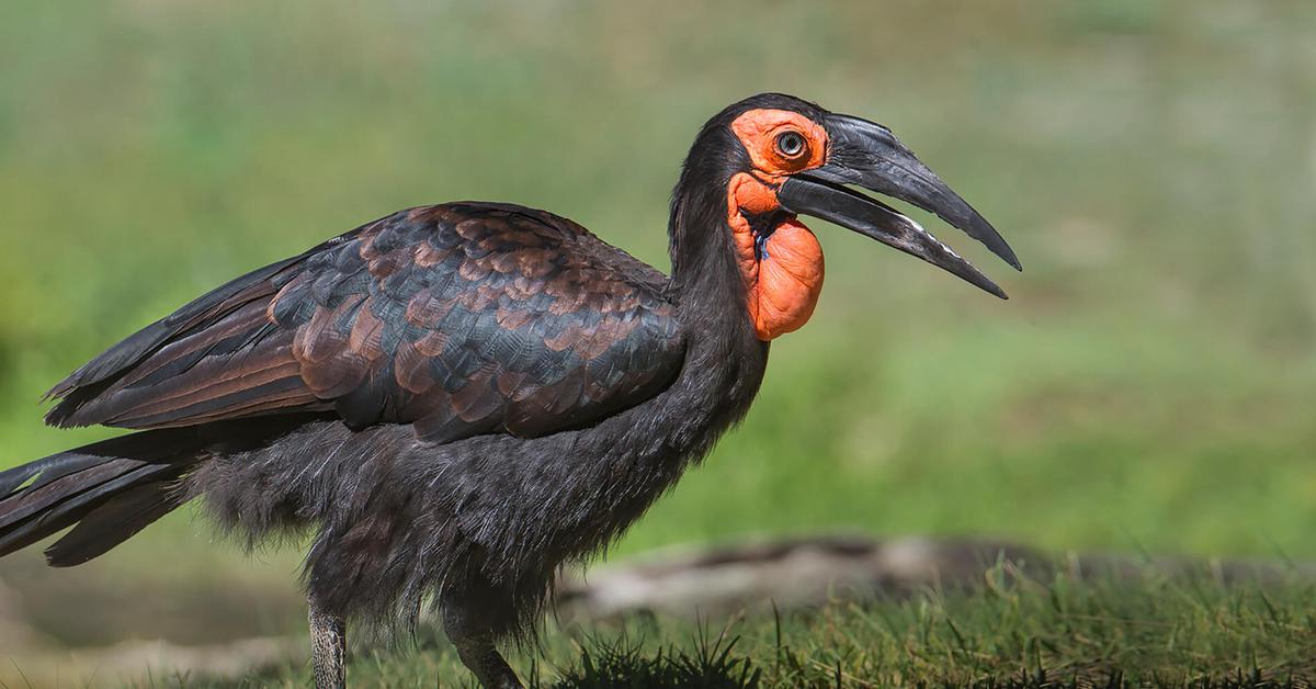 The Hornbill, an example of Bucerotidae, in its natural environment.