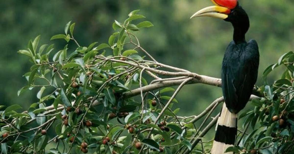 Photographic depiction of the unique Hornbill, locally called Burung Enggang.