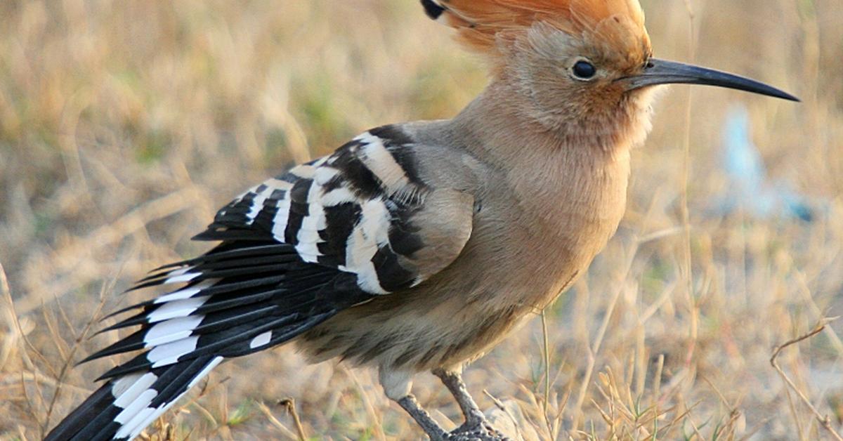 Stunning depiction of Hoopoe, also referred to as Upupidae.