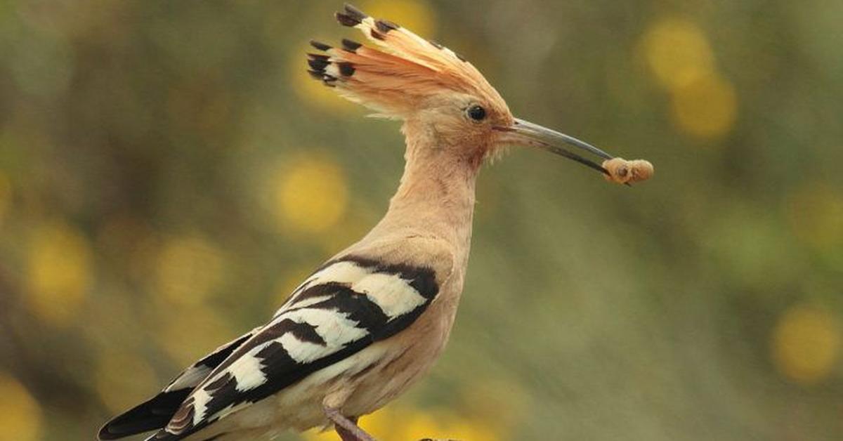 Enchanting Hoopoe, a species scientifically known as Upupidae.