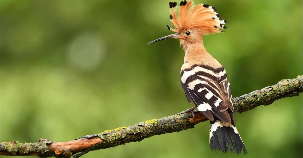 Close encounter with the Hoopoe, scientifically called Upupidae.