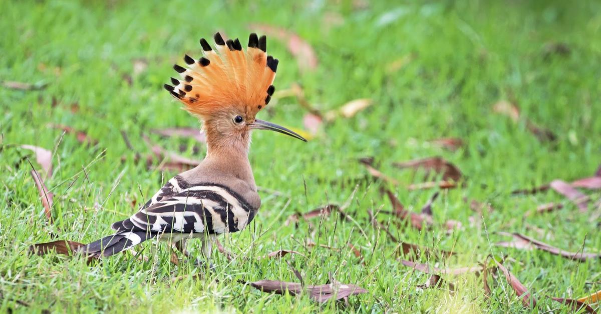 Close encounter with the Hoopoe, scientifically called Upupidae.