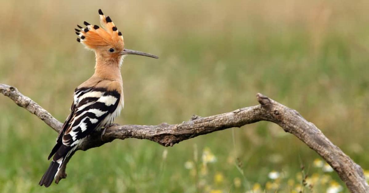 Snapshot of the intriguing Hoopoe, scientifically named Upupidae.