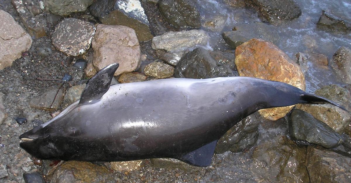 Enchanting Harbor Porpoise, a species scientifically known as Phocoenidae.