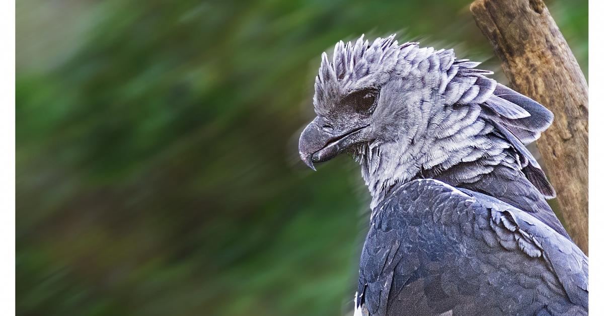 Captivating presence of the Harpy Eagle, a species called Harpia harpyja.