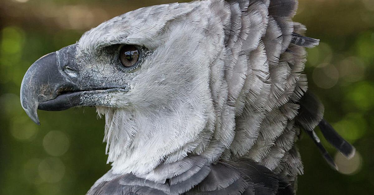 Vibrant snapshot of the Harpy Eagle, commonly referred to as Elang Harpy in Indonesia.