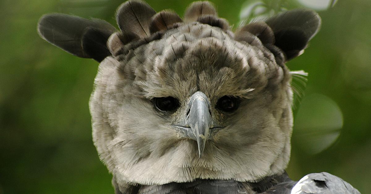 The Harpy Eagle, a species known as Harpia harpyja, in its natural splendor.