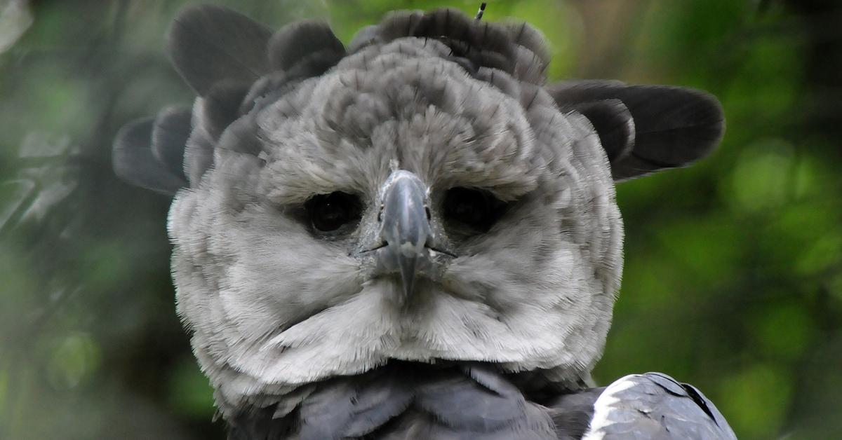 The majestic Harpy Eagle, also called Elang Harpy in Indonesia, in its glory.