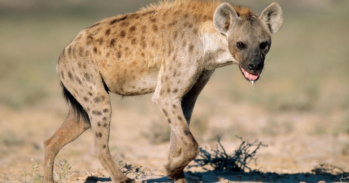 Snapshot of the intriguing Hyena, scientifically named Crocuta Crocuta.