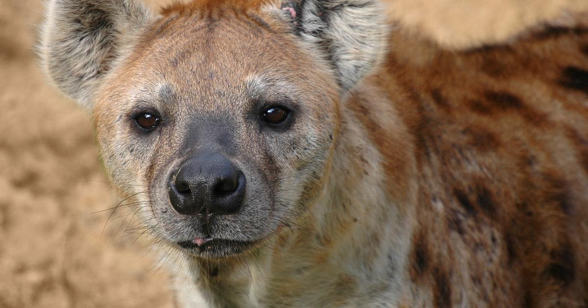 Captivating shot of the Hyena, or Hyena in Bahasa Indonesia.