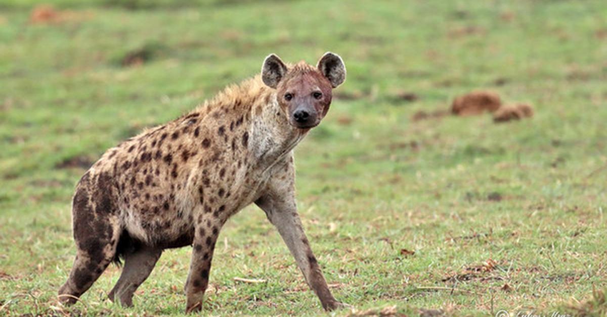 Snapshot of the intriguing Hyena, scientifically named Crocuta Crocuta.