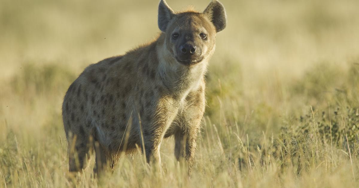 Charming view of the Hyena, in Indonesia referred to as Hyena.