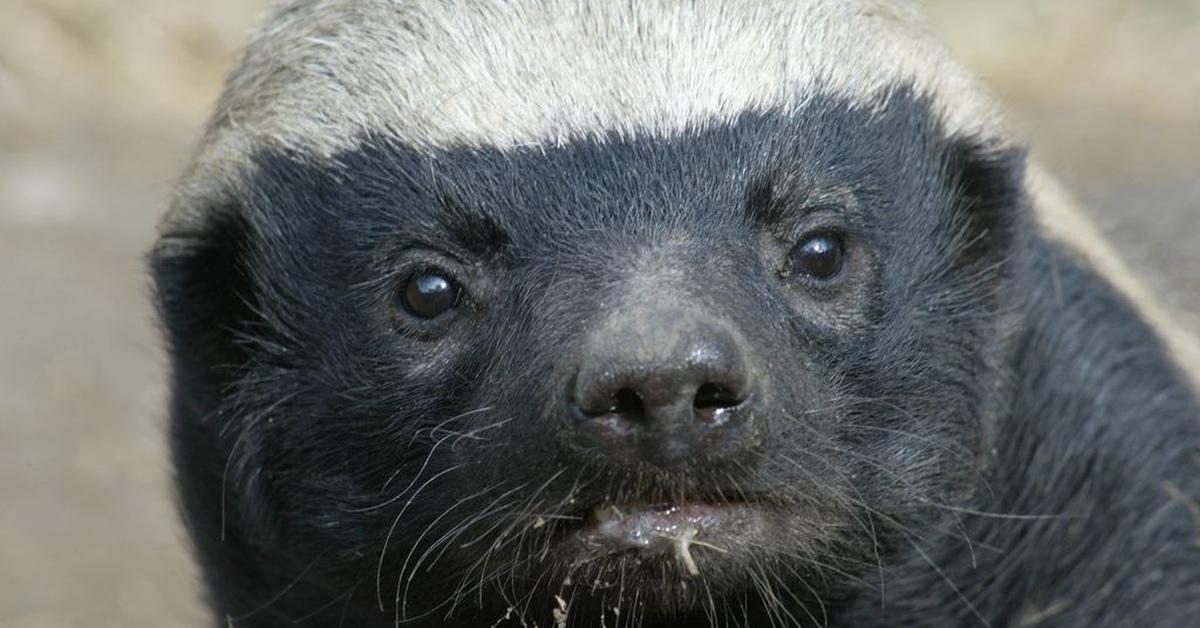 Glimpse of the Honey Badger, known in the scientific community as Mellivora Capensis.