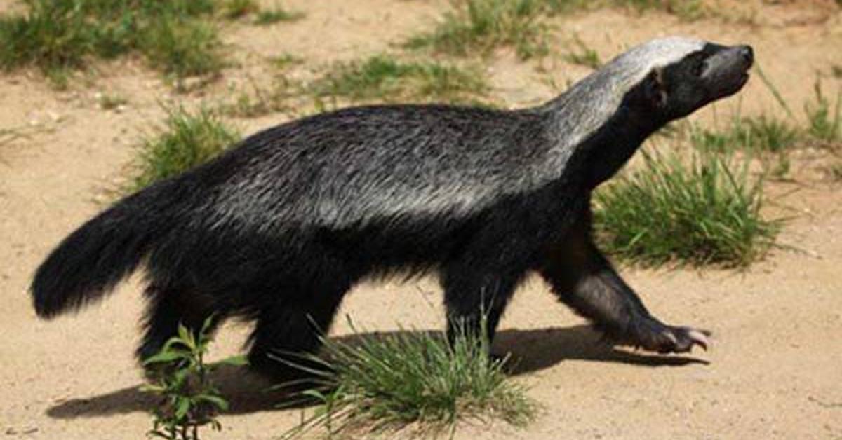 A look at the Honey Badger, also recognized as Musang Madu in Indonesian culture.