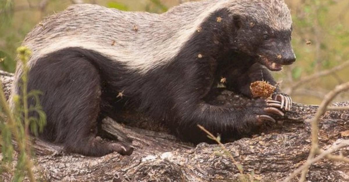 Charming view of the Honey Badger, in Indonesia referred to as Musang Madu.