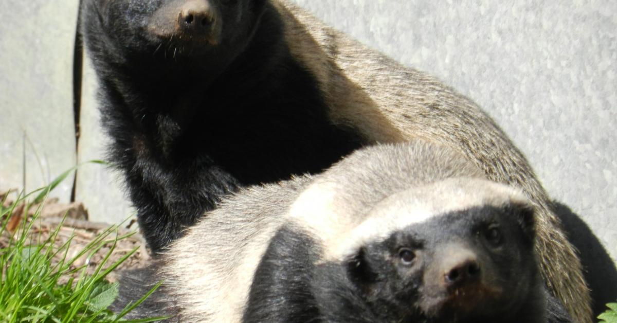 Unique portrayal of the Honey Badger, also called Musang Madu in Bahasa Indonesia.